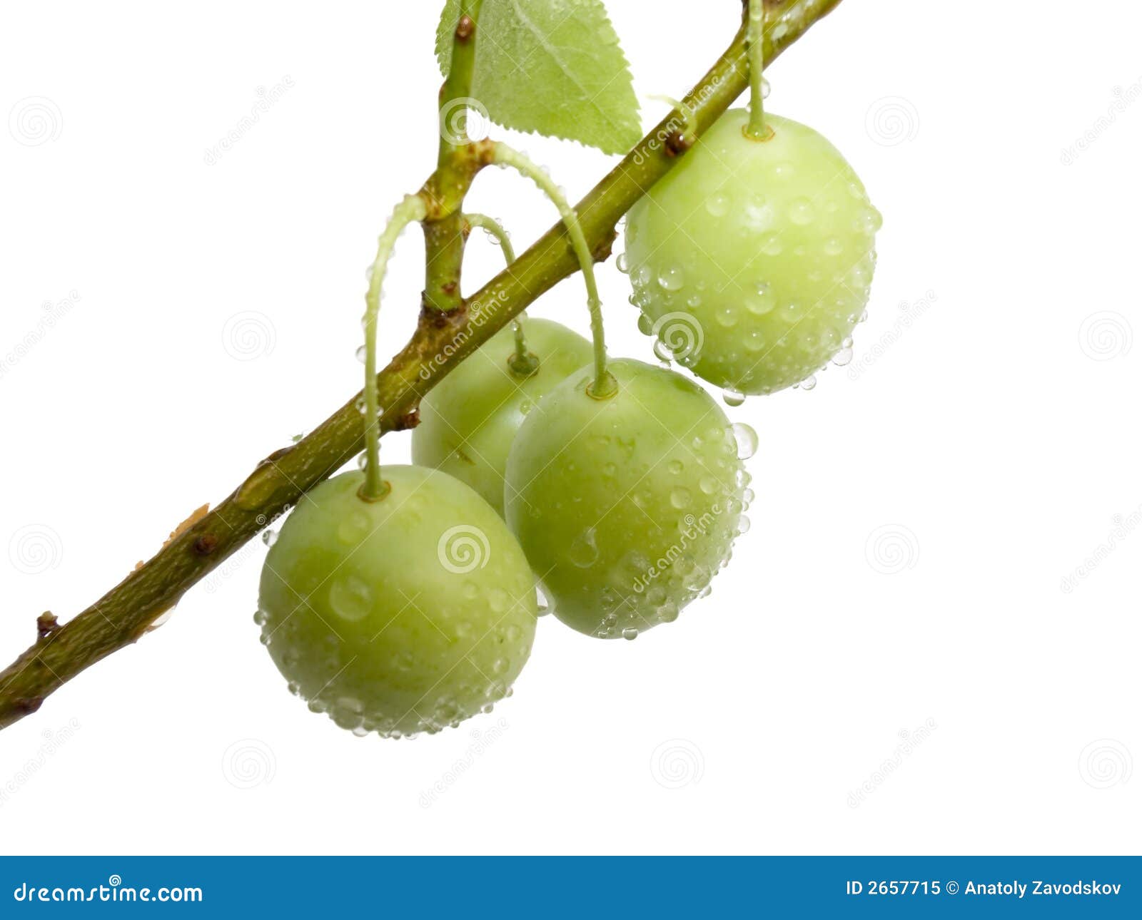 Fruits Green Plums with Drops Stock Image Image of giving, botany