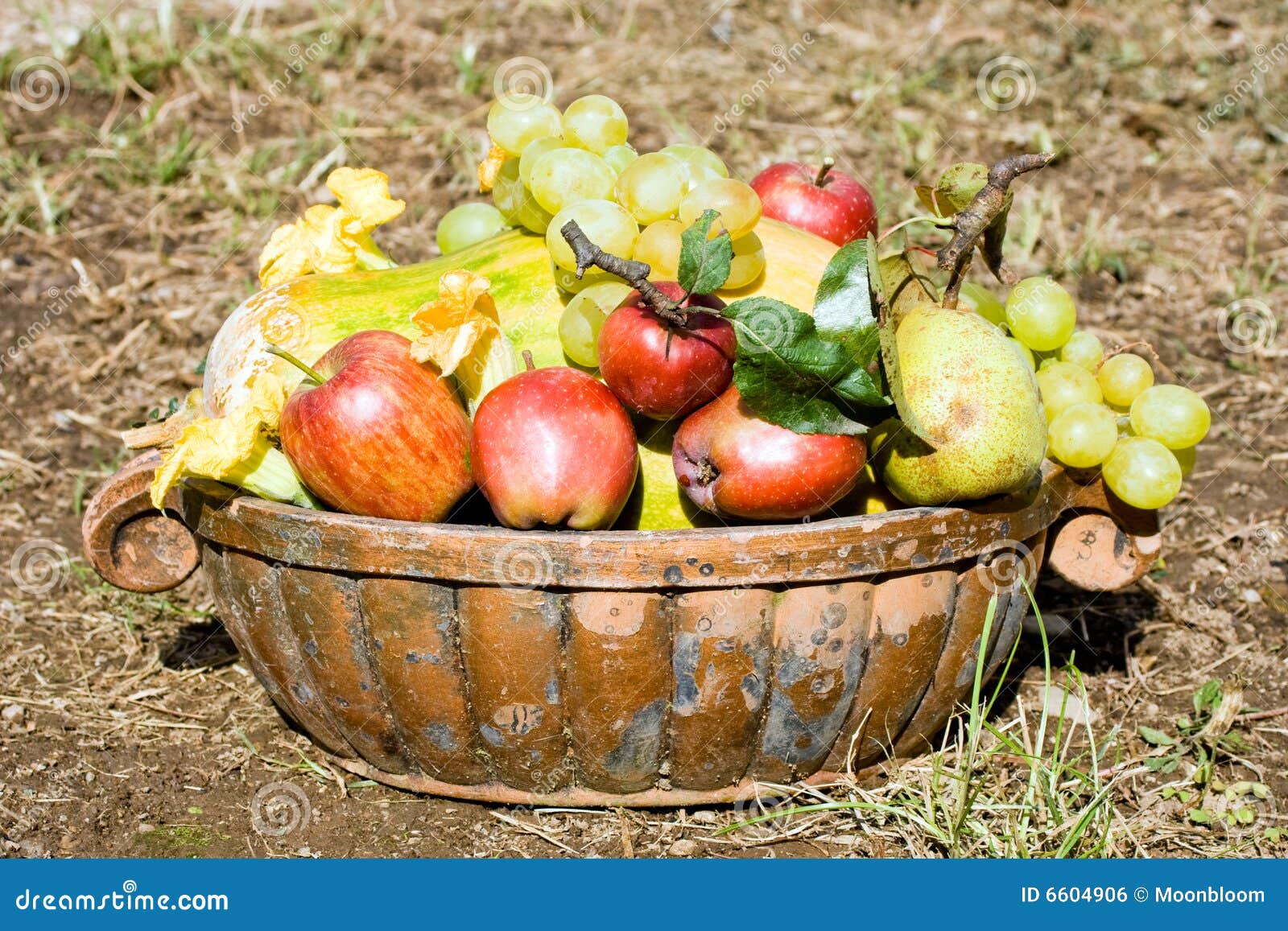 Fruits Harvest stock photo. Image of food, field, grapes 6604906