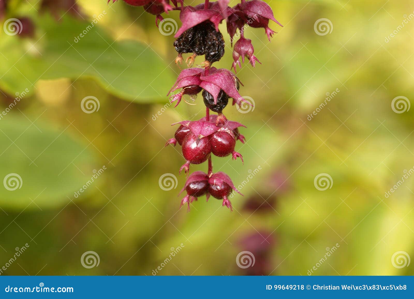 Himalayan Honeysuckle Leycesteria Formosa Stock Photo Image of berry, forest 99649218