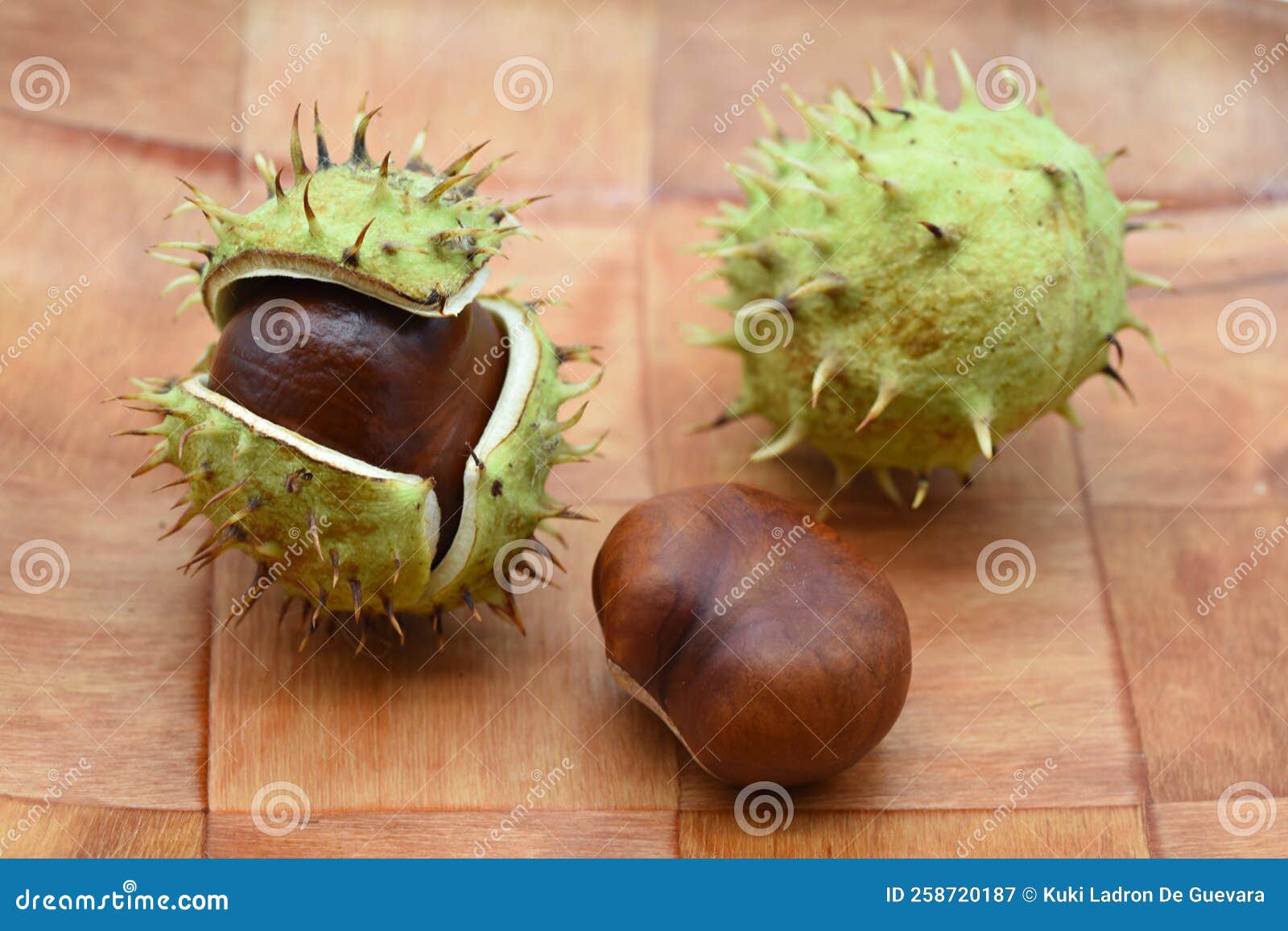 fruits of the horse chestnut tree, aesculus hippocastanum