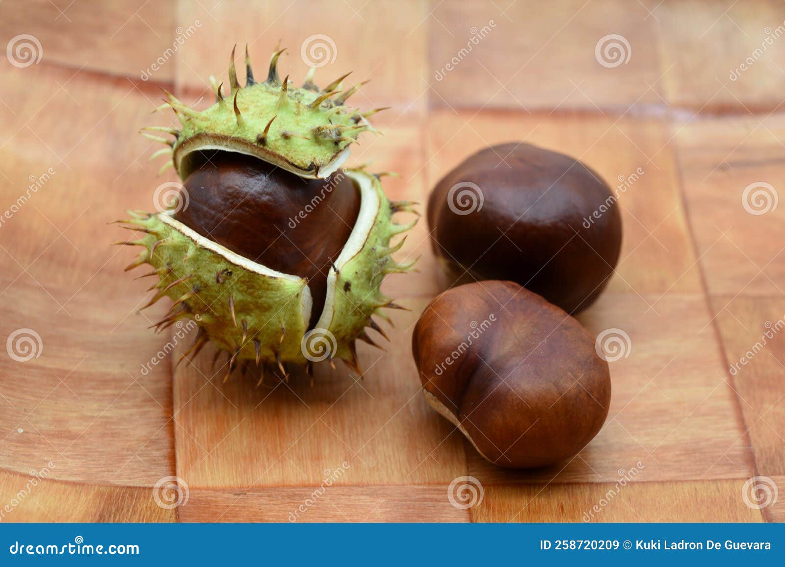 fruits of the horse chestnut tree, aesculus hippocastanum