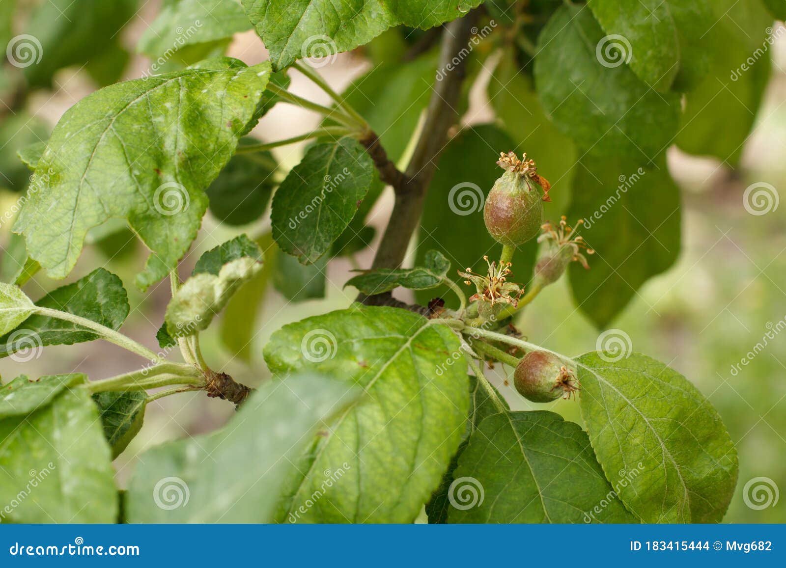 Immature Fruits And White Skin Fruits of Immature Apples on the Branch of Tree Stock Photo - Image of