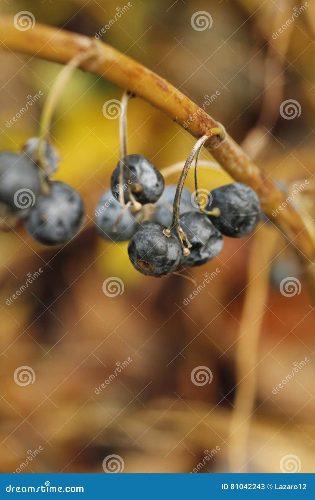 Fruits in Leiden Botanic Garden Stock Image Image of lizard, nature