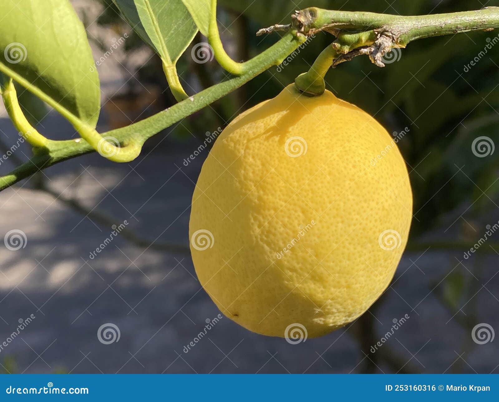 fruits of the meyer`s zitrone / citrus x meyeri / meyer`s zitronenbaum, zitronenbÃÂ¤umchen `meyeri`or meyer-zitrone