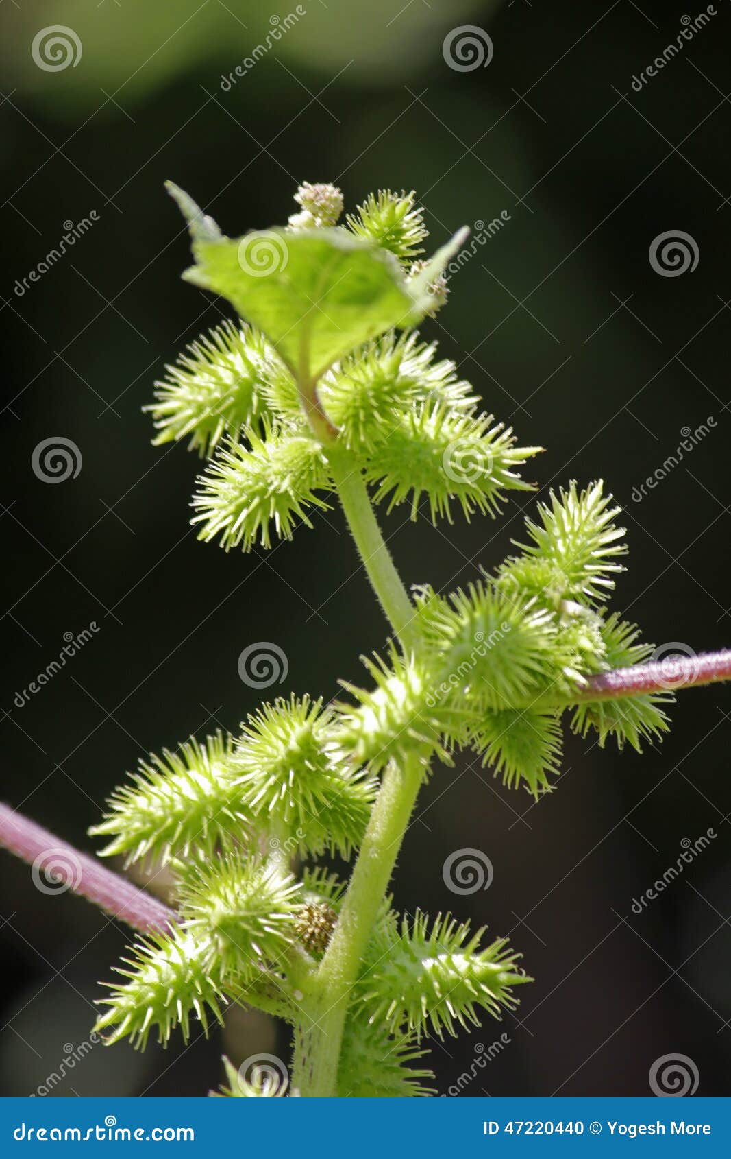 fruits of noogoora burr