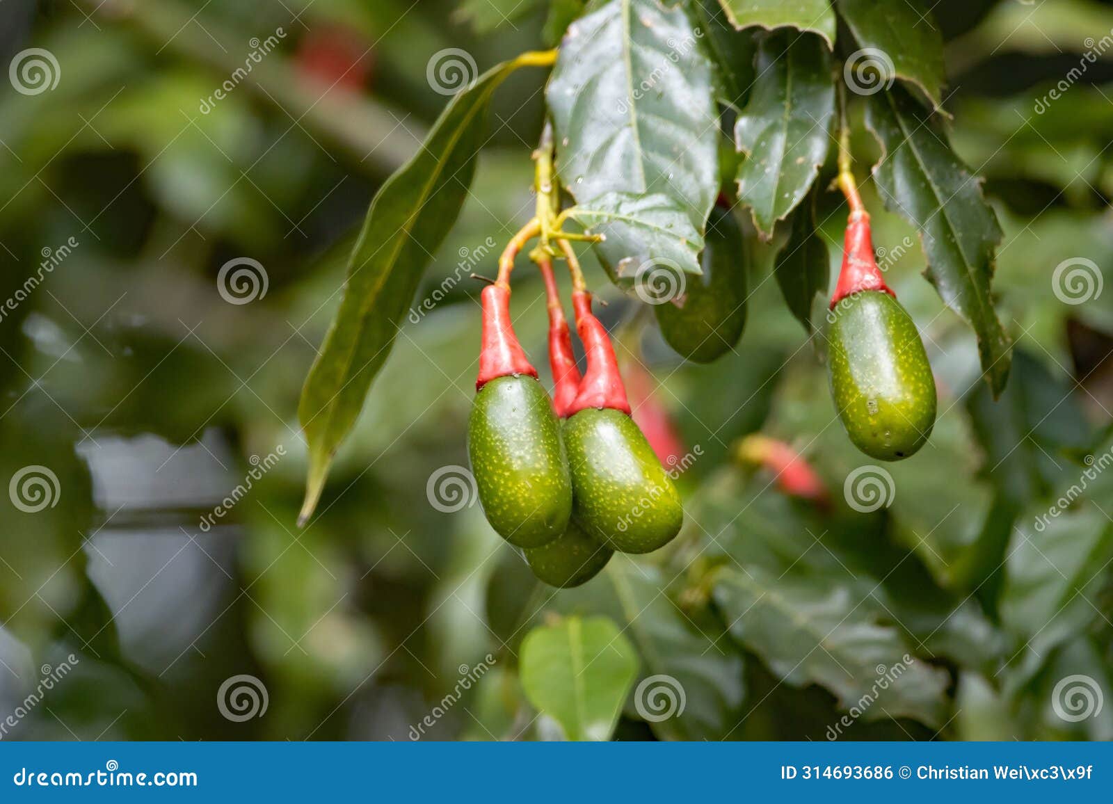fruits of an ocotea tenera tree
