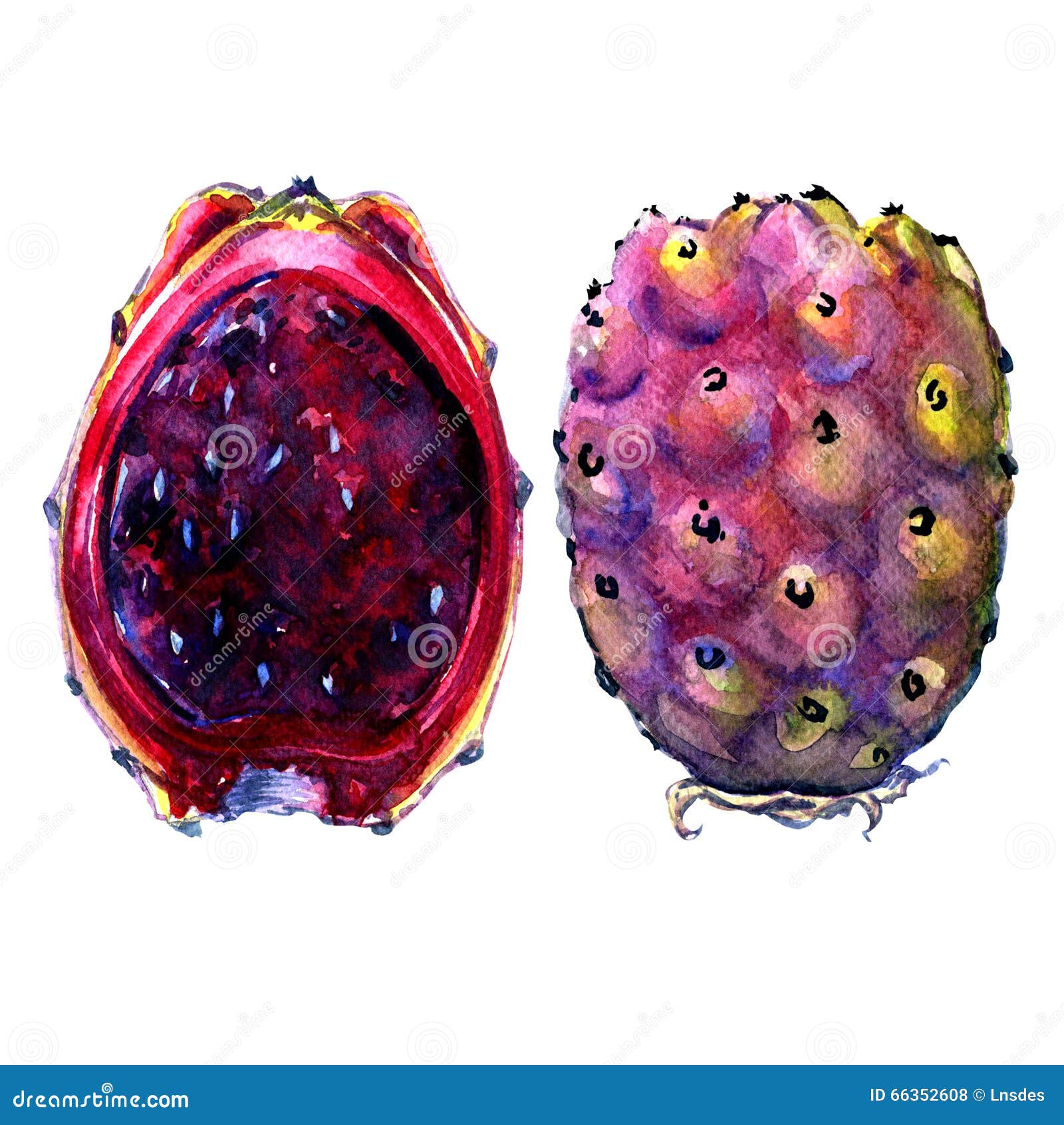 fruits of opuntia ficus-indica, red cactus pears on white