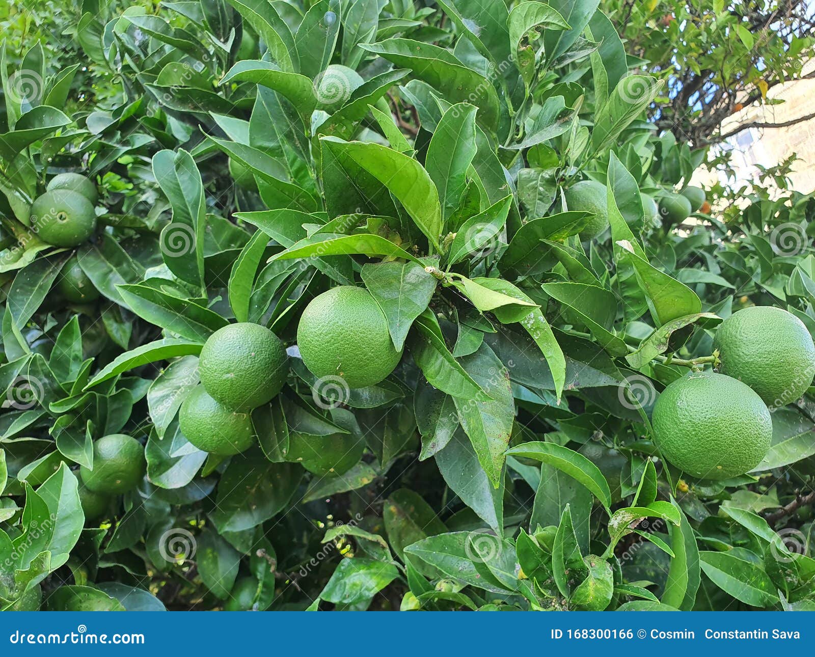 Fruits Orange Vert Dans L'arbre Photo stock - Image du frais