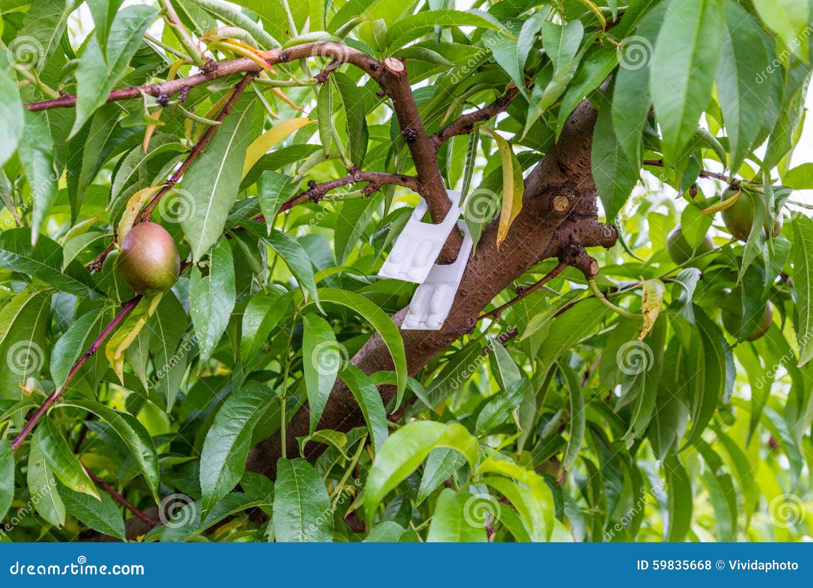 the fruits of peach trees treated with fungicides