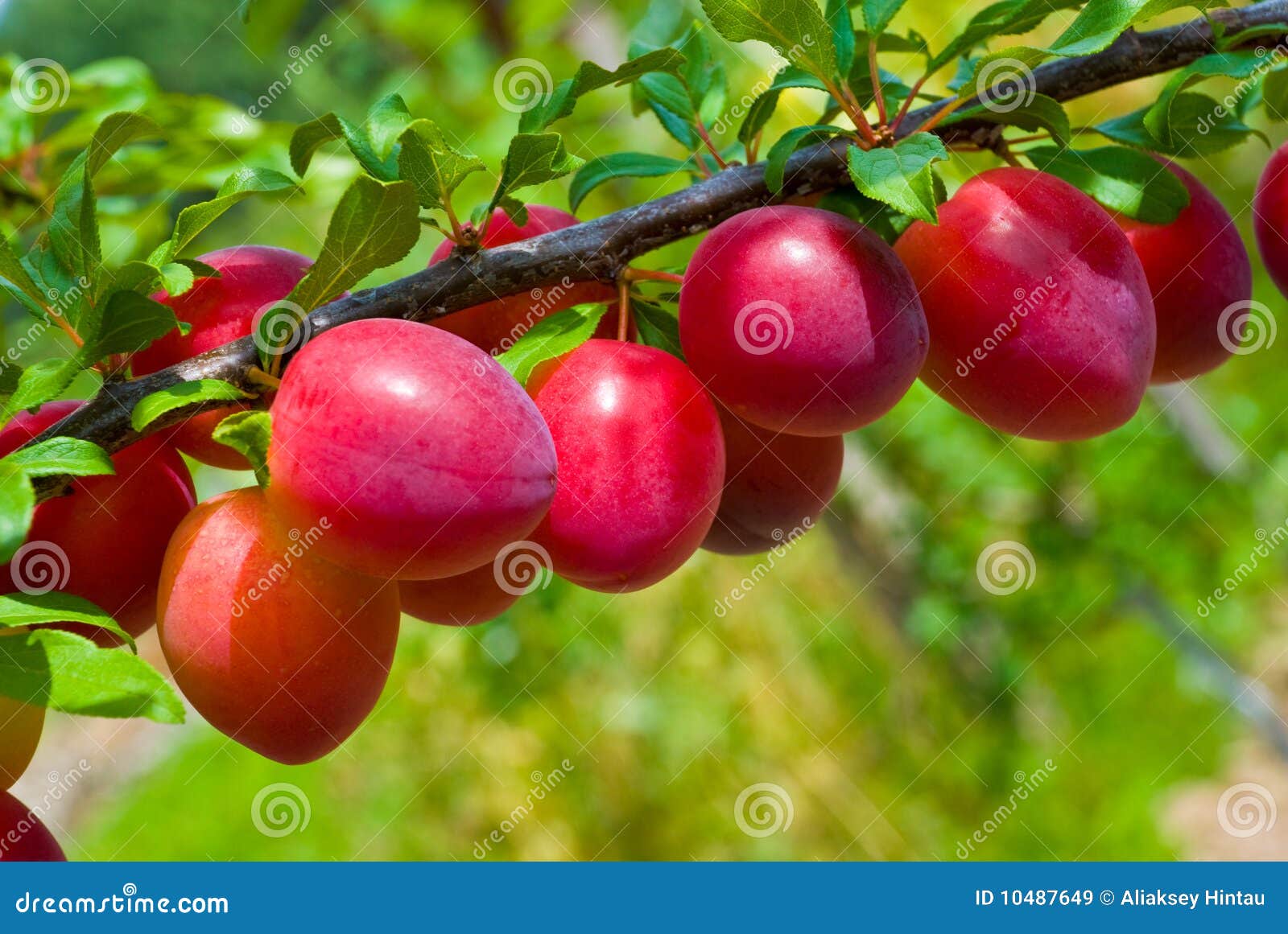 fruits of plum tree