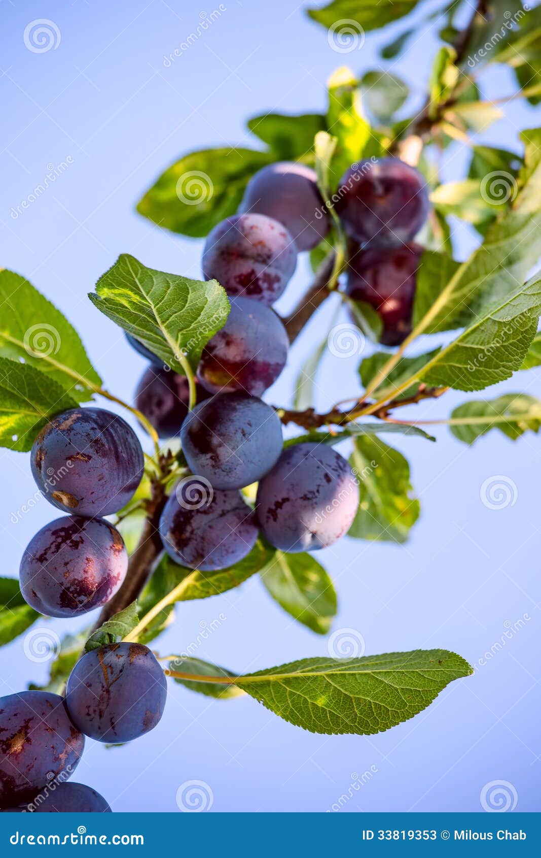 fruits of plum tree