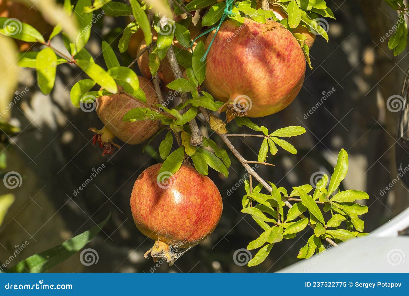 The Fruits of the Pomegranate Fruit Hang on a Tree on a Sunny Day Stock