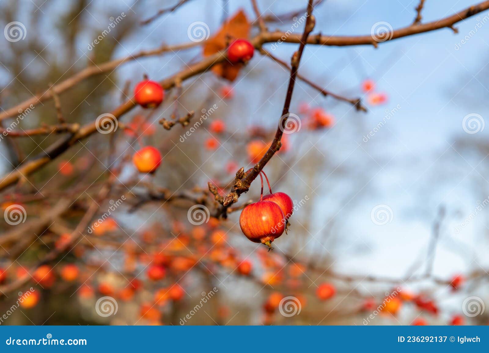 fruits of a red sentinel apple tree, a ornamental apple also called ruber custos, malus evereste