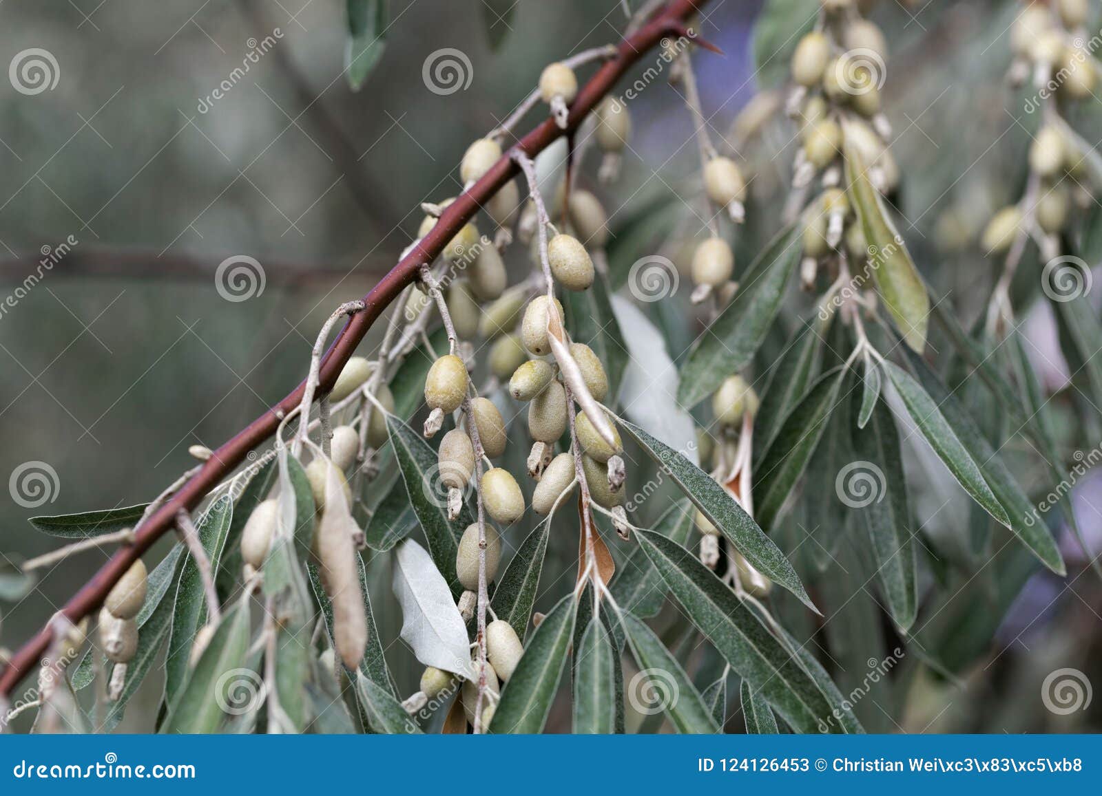 Fruits of a Russian Olive Elaeagnus Angustifolia Stock Image Image of