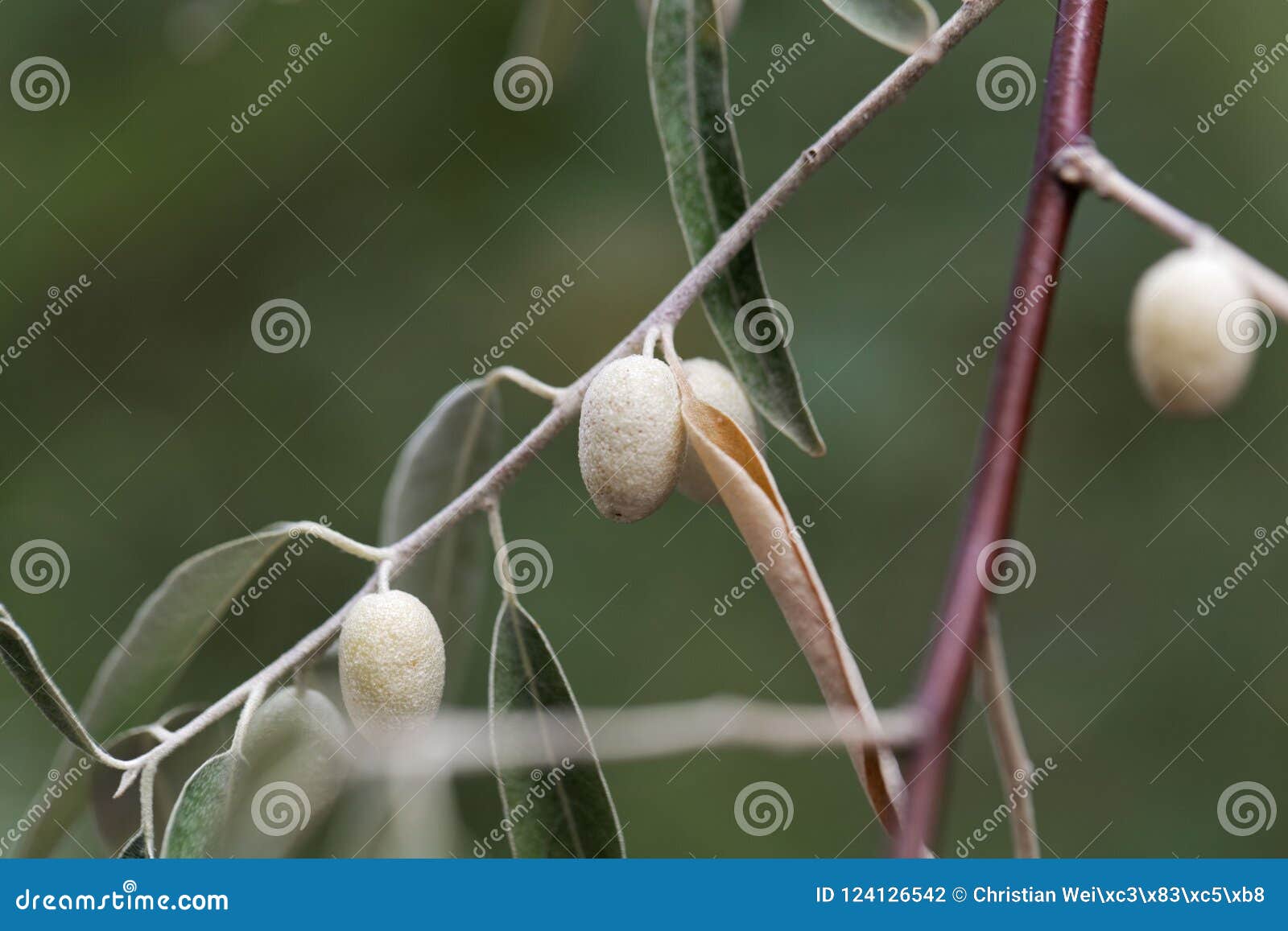 Fruits of a Russian Olive Elaeagnus Angustifolia Stock Photo Image of
