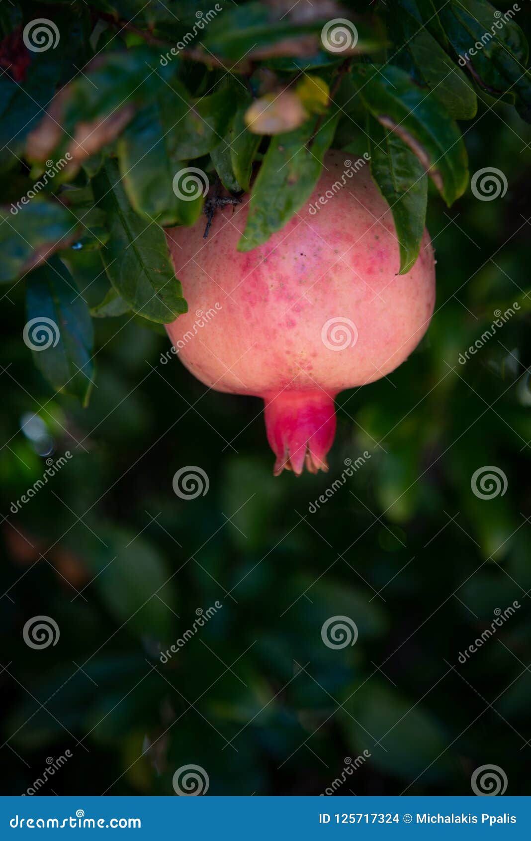 Fruits sains de grenade fraîche rouge sur l'arbre