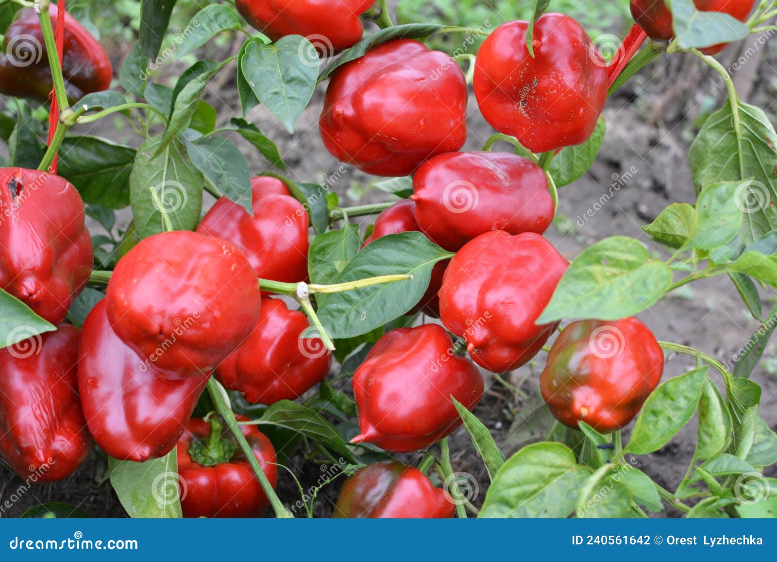 The Fruits of Sweet Pepper Ripened on the Bush Stock Photo Image of