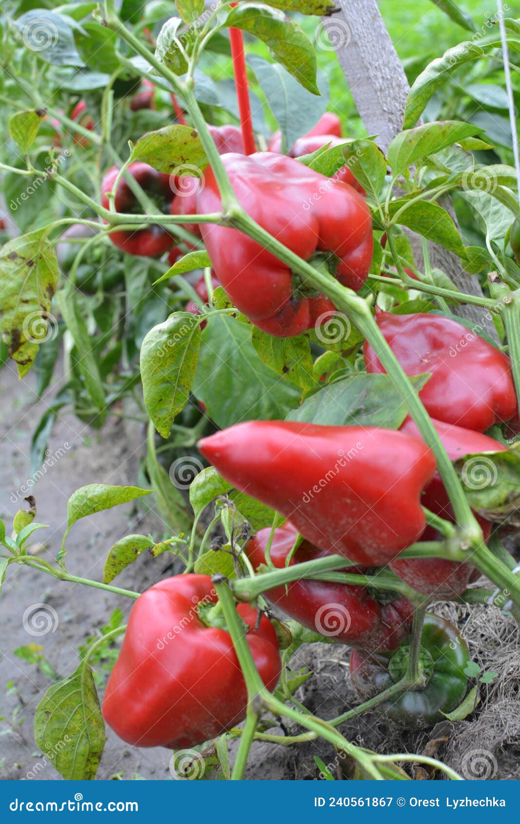 The Fruits Of Sweet Pepper Ripened On The Bush Stock Image Image Of