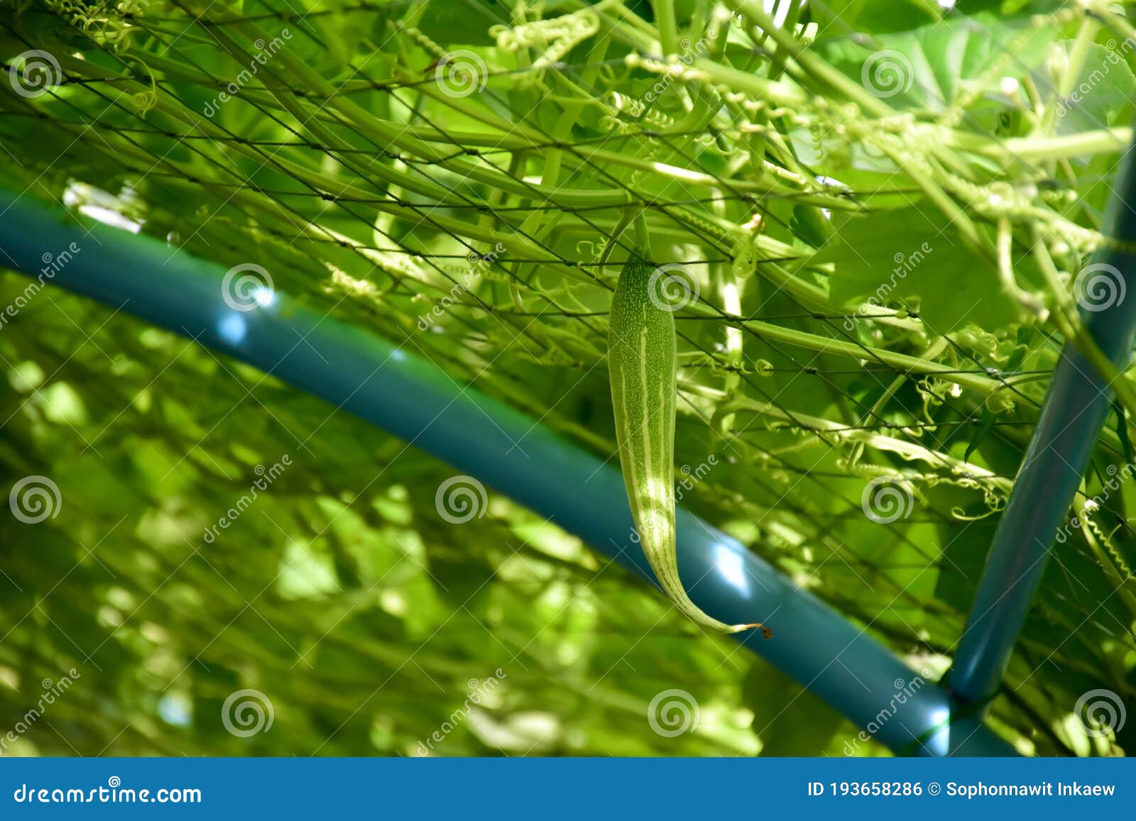 snake gourd plant