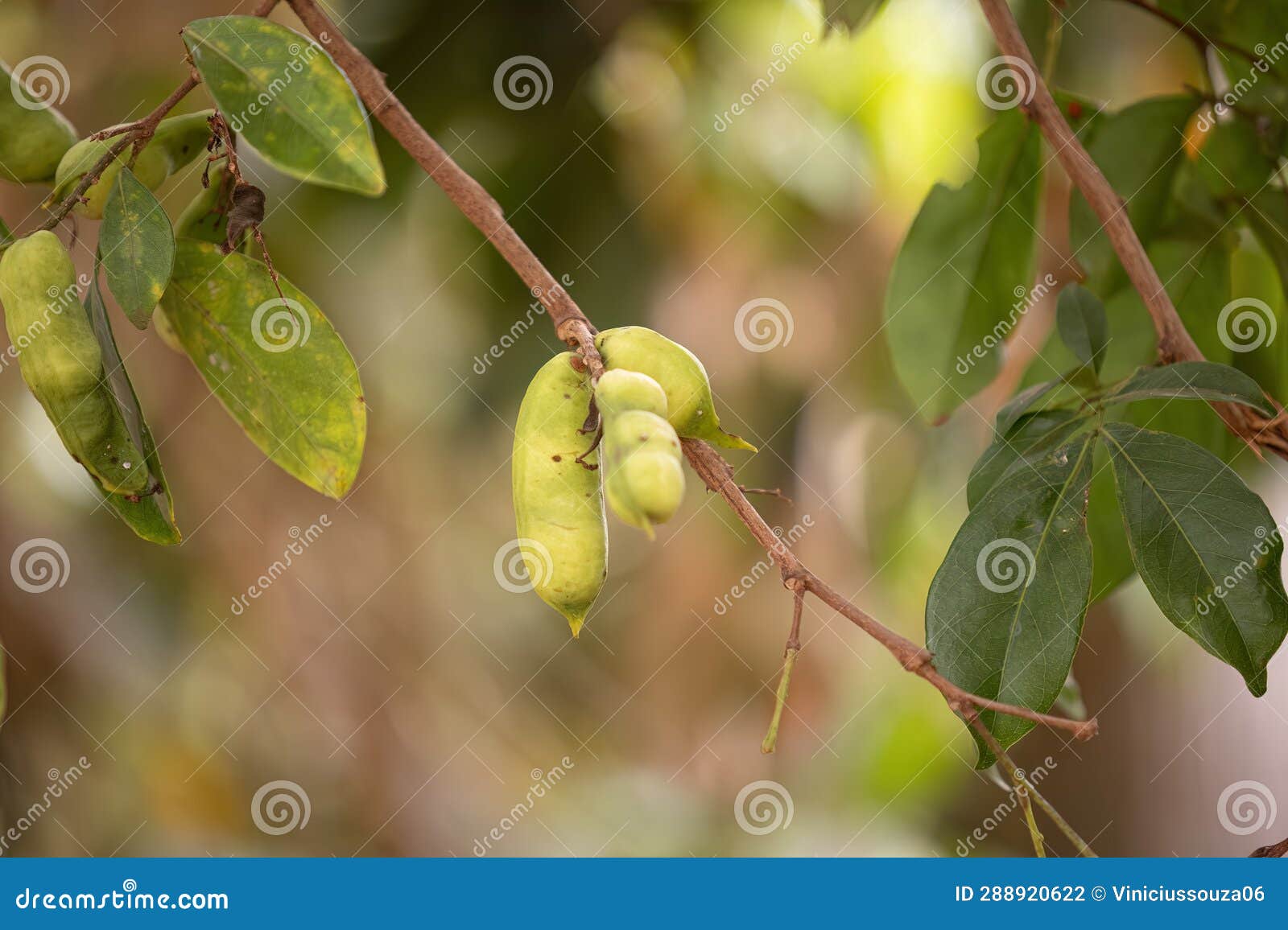 Buy Fresh and Hardy Inga Dulce, Pithecollobium Dulce, Madras Thorn