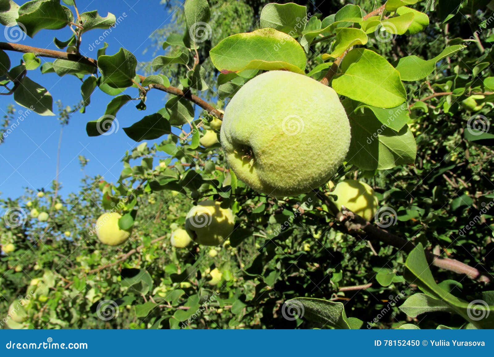 Fruits Verts De Coing De Pomme Sur L'arbre Photo stock Image du durée