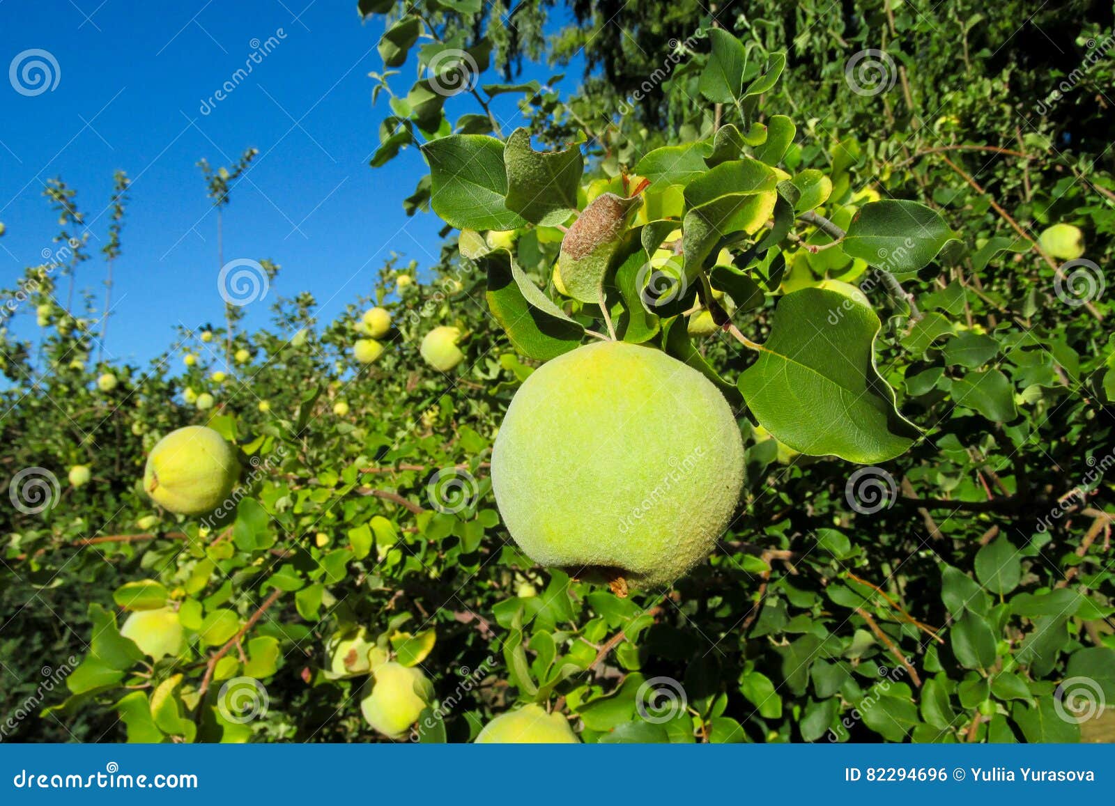 Fruits Verts De Coing De Pomme Sur L'arbre Photo stock Image du vert