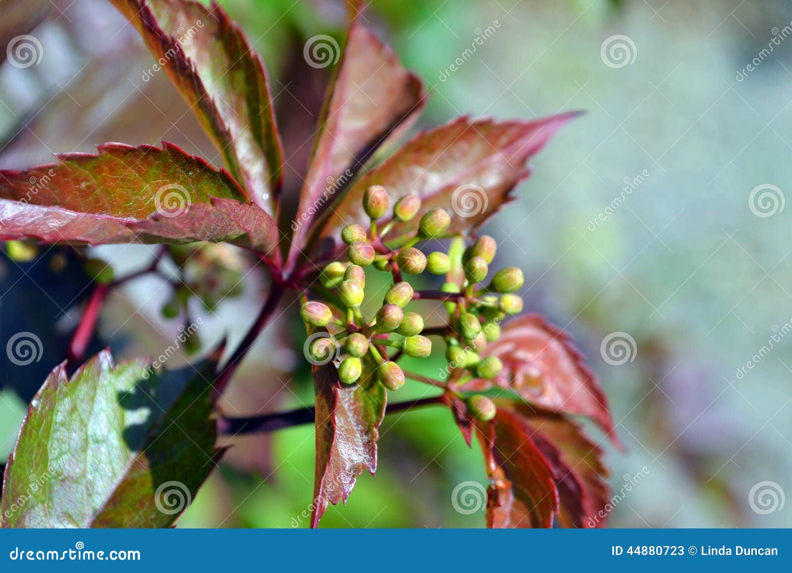 Fruits on a Virginia Creeper Stock Image Image of creeper, berries