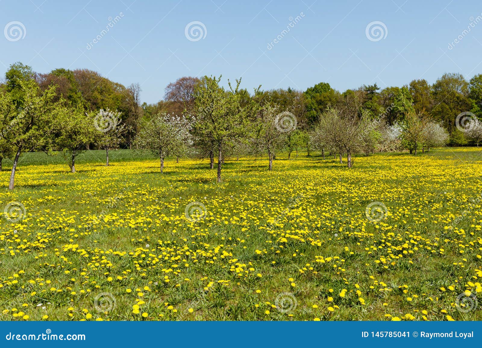 Orchard full with a meadow full of dandelions in spring. Image shows an orchard with a meadow full of dandelions in spring with trees in the background and blue sky.