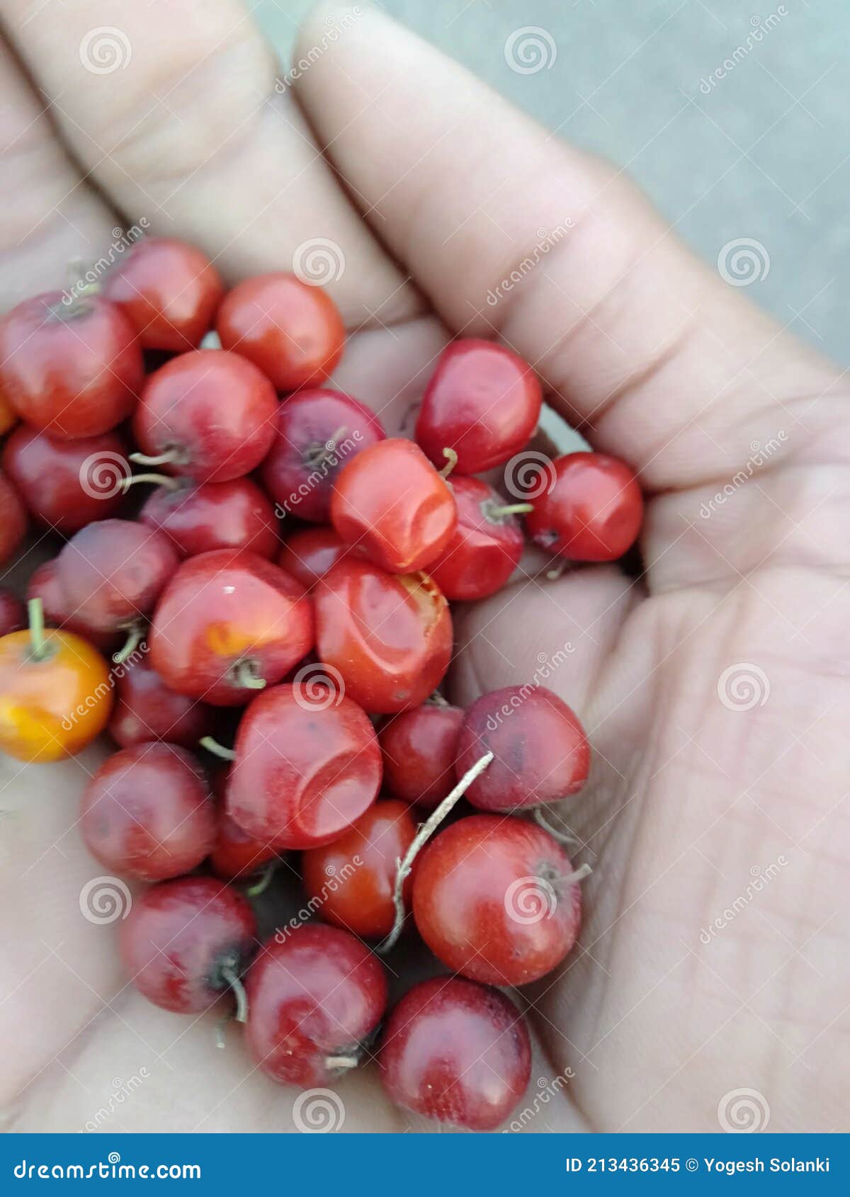 frut in the hands of an indian parsons