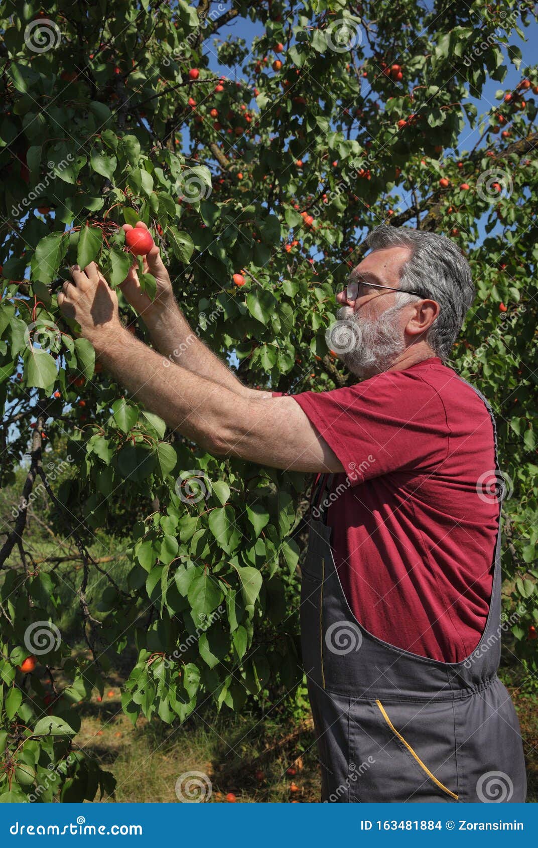 Saco De Damasco Após Recolha De Fruta Foto de Stock - Imagem de cultive,  ninguém: 216682376