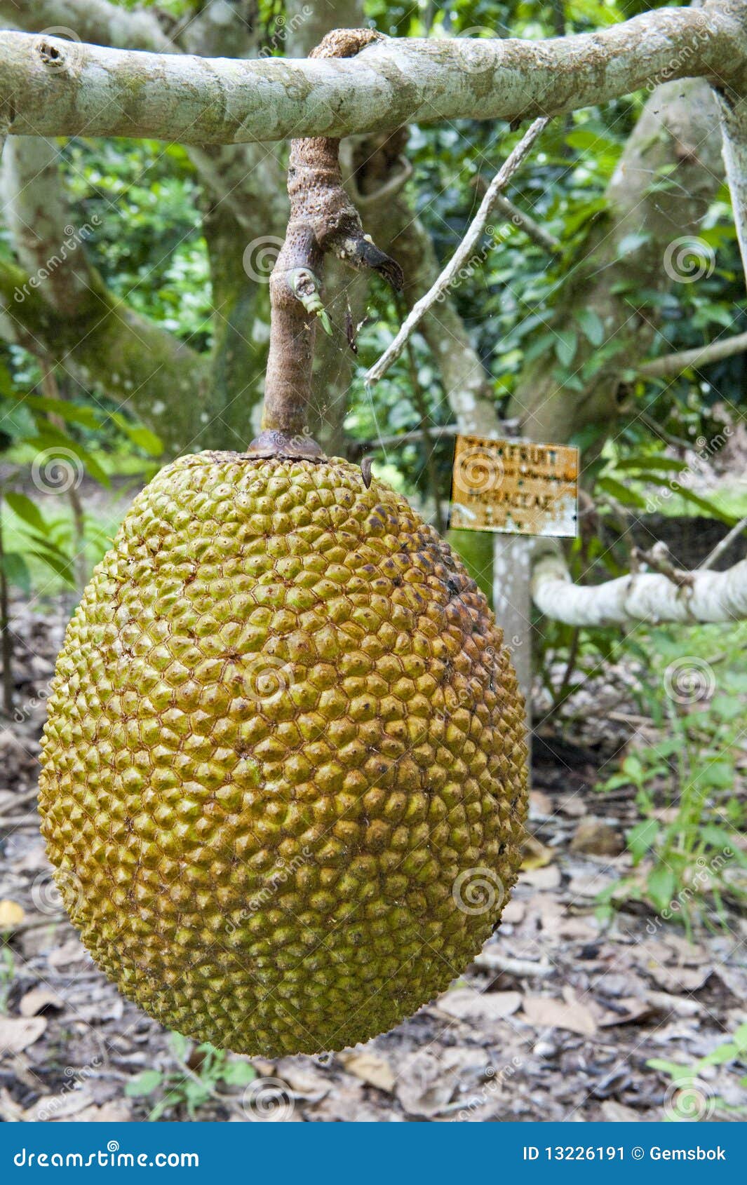 Fruta de Jack imagem de stock. Imagem de australiano 13226191