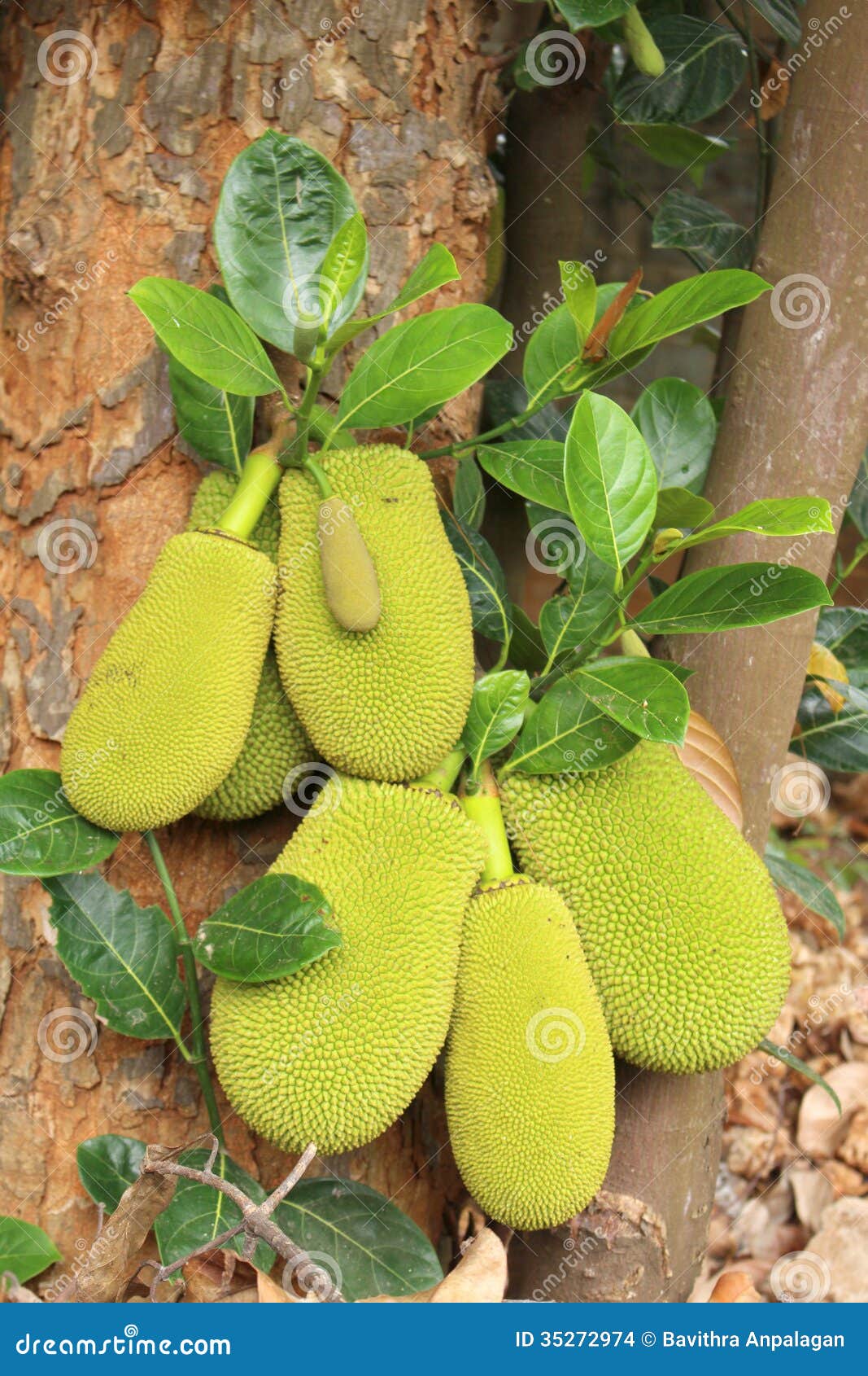 Fruta de Jack foto de archivo. Imagen de extracto, sano 35272974