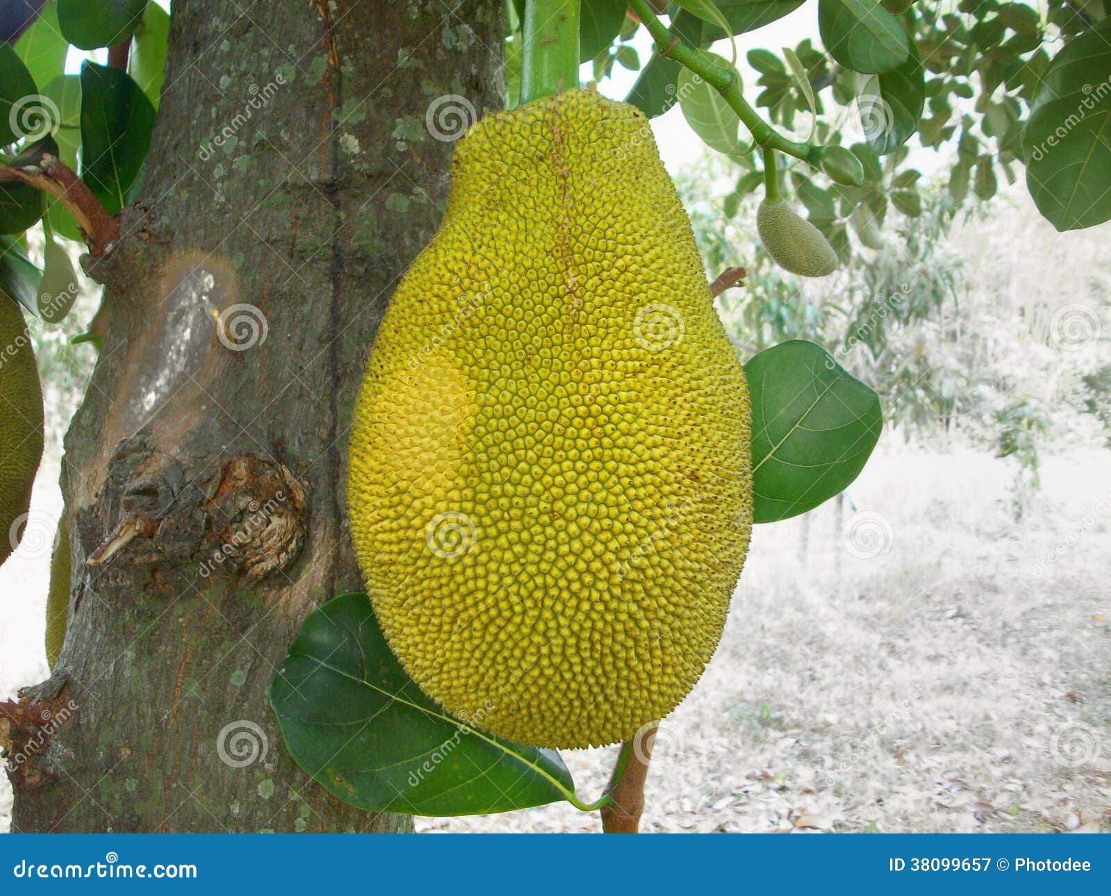 Fruta de Jack imagen de archivo. Imagen de fruta, alimentos 38099657