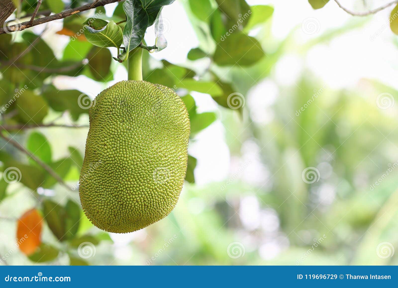 Fruta De Jack En árbol Frutal De Jack Imagen de archivo Imagen de