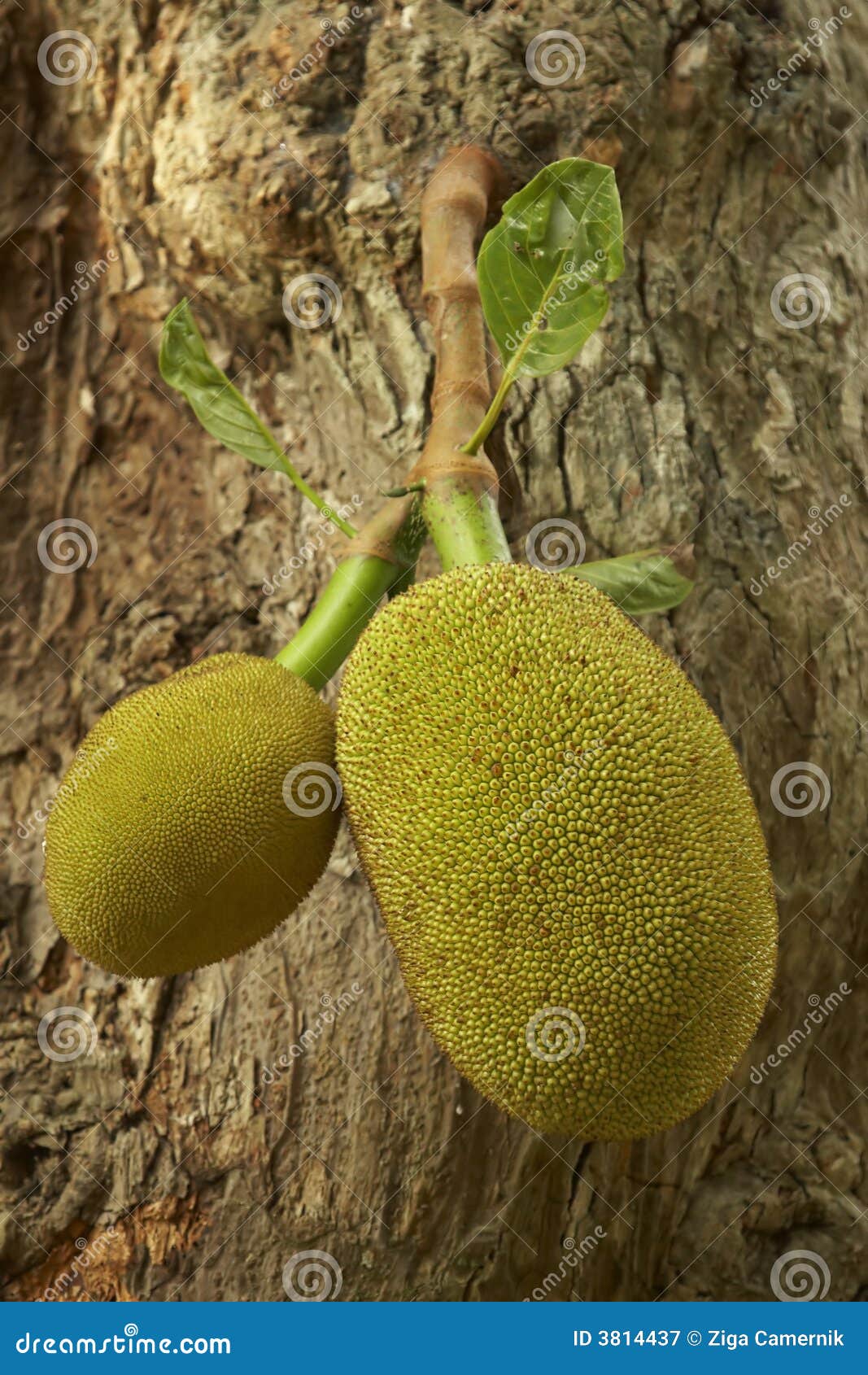 Fruta De Jack (heterophyllus De Artocarpus) Imagem de Stock Imagem de