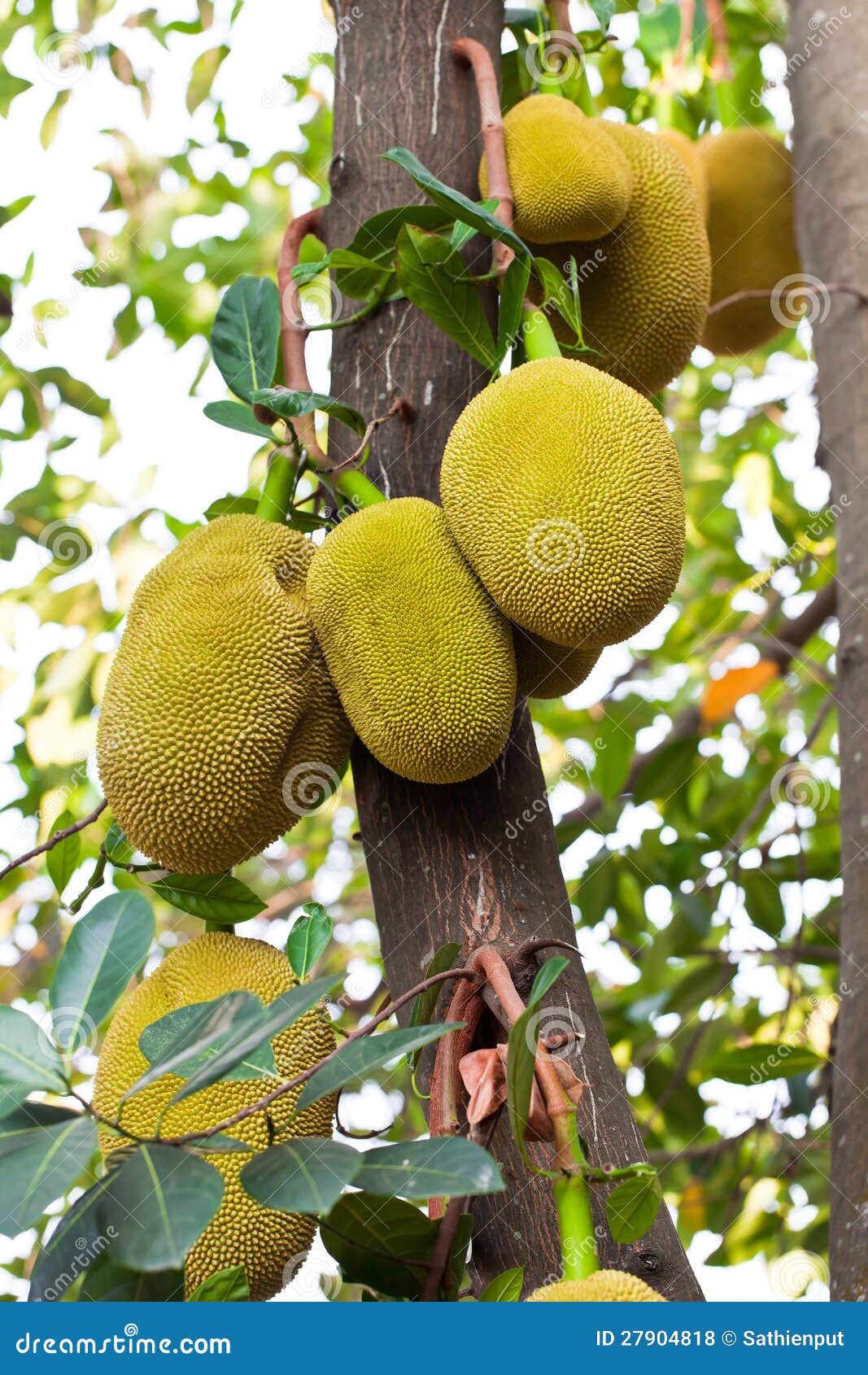 Fruta De Jack Na árvore No Jardim Foto de Stock Imagem de suculento