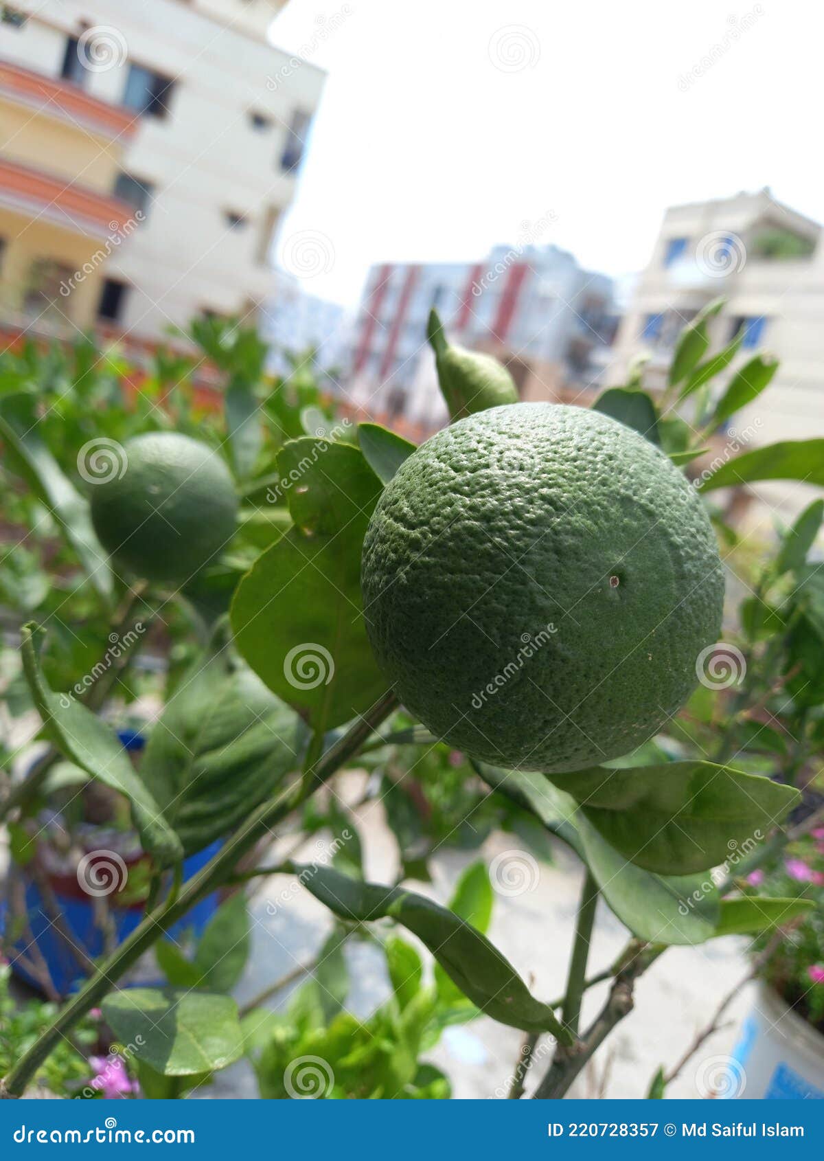 Fruta De Toranja é Rica Em Vitaminas, é Muito Bonita Com Aspecto De Aveia  Imagem de Stock - Imagem de bico, flores: 220728357