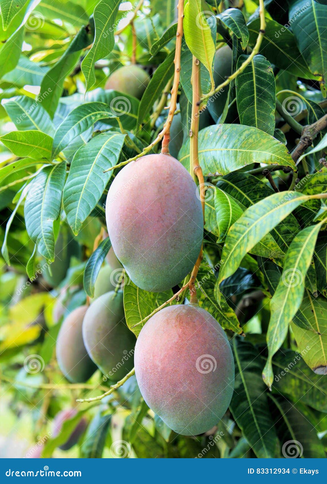 Fruta De Mango En Un árbol De Mango Foto de archivo - Imagen de exterior,  sano: 83312934, image size:1140x1690