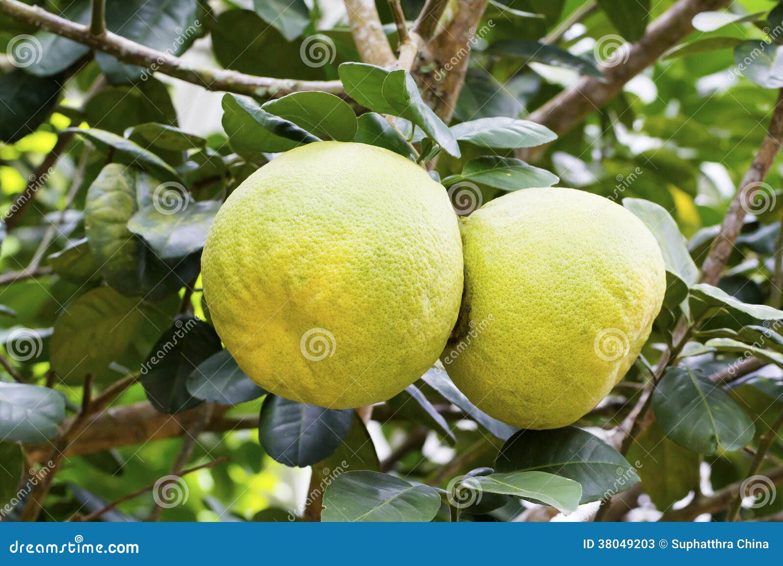 Fruta del pomelo imagen de archivo. Imagen de salud, sano 38049203