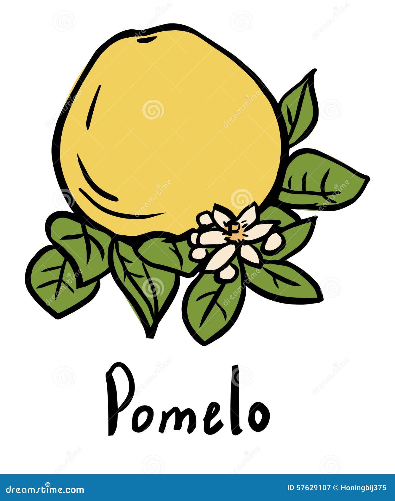 Fruta del pomelo ilustración del vector. Ilustración de corte 57629107