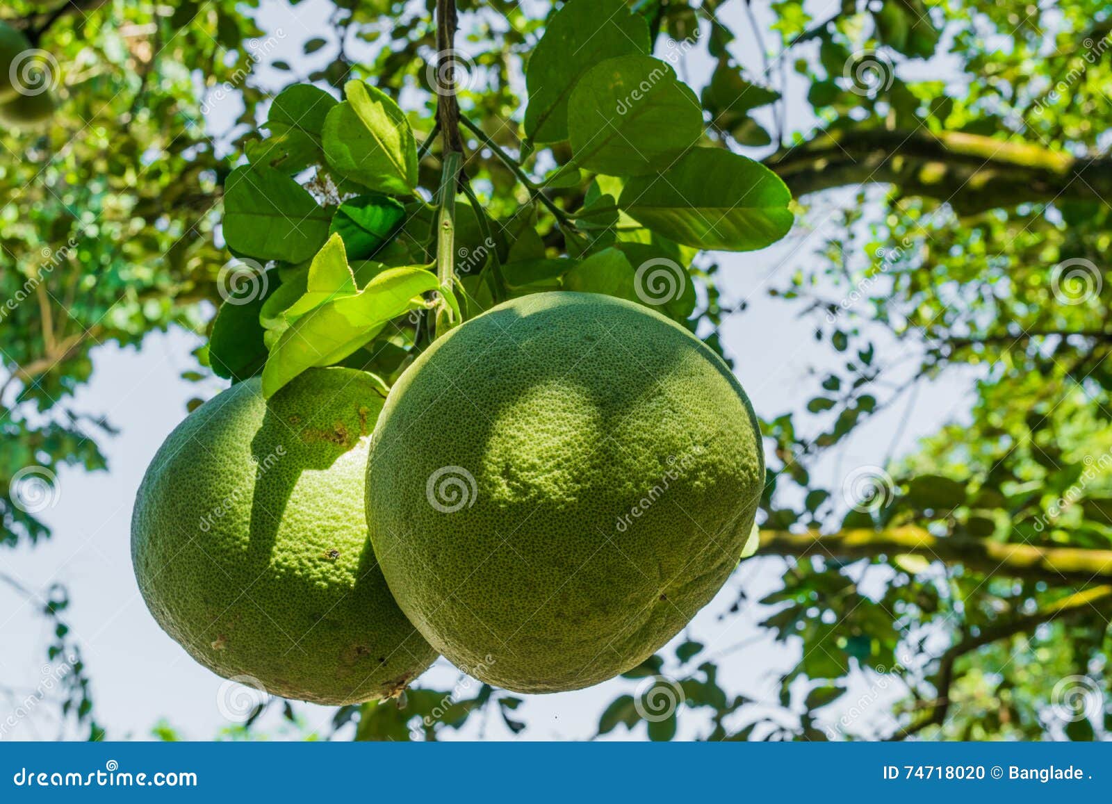 Fruta del pomelo foto de archivo. Imagen de fresco, sabroso 74718020