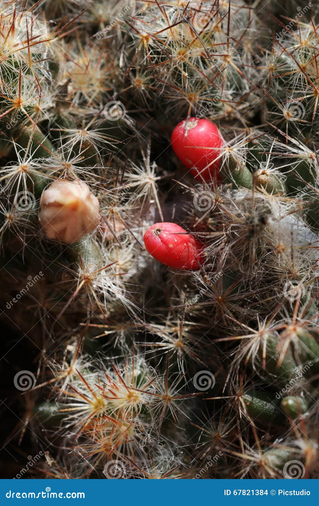 Fruta do cacto foto de stock. Imagem de espinhoso, jardim 67821384