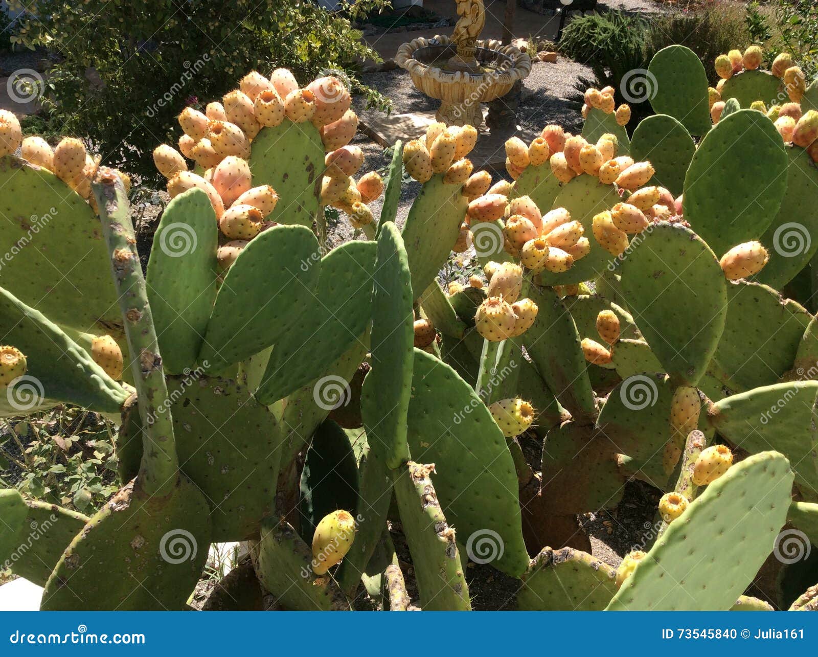 Fruta do cacto foto de stock. Imagem de verde, fruta 73545840