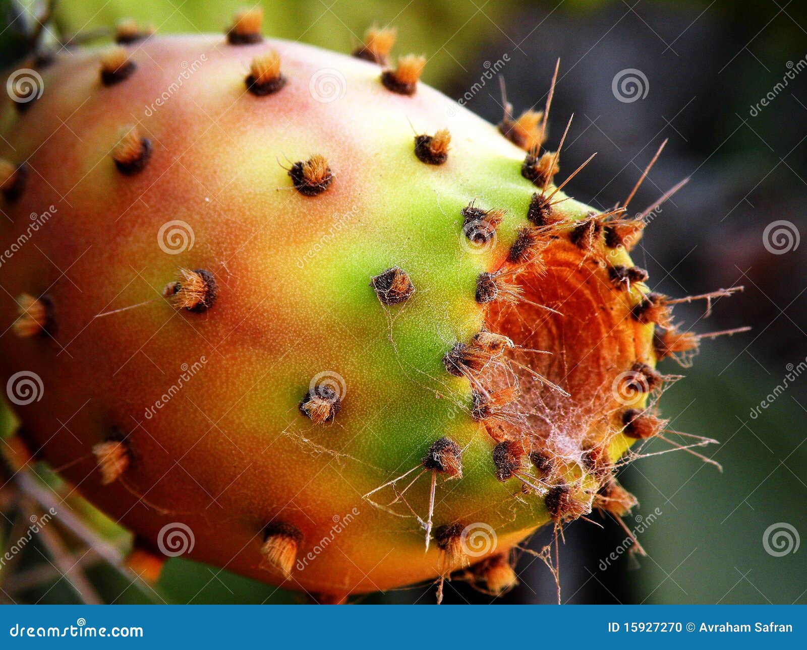 Fruta do cacto madura foto de stock. Imagem de espinhoso 15927270