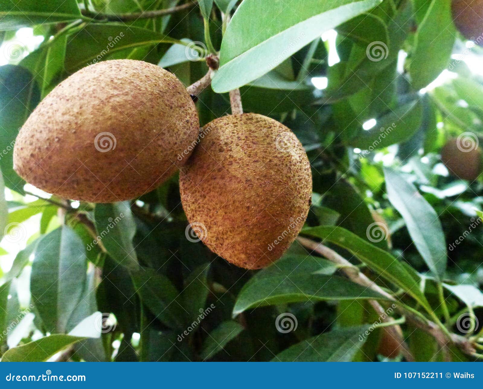 Fruta Tropical, Zapote Interesante En árboles Frutales Imagen de archivo -  Imagen de tropical, cubo: 107152211