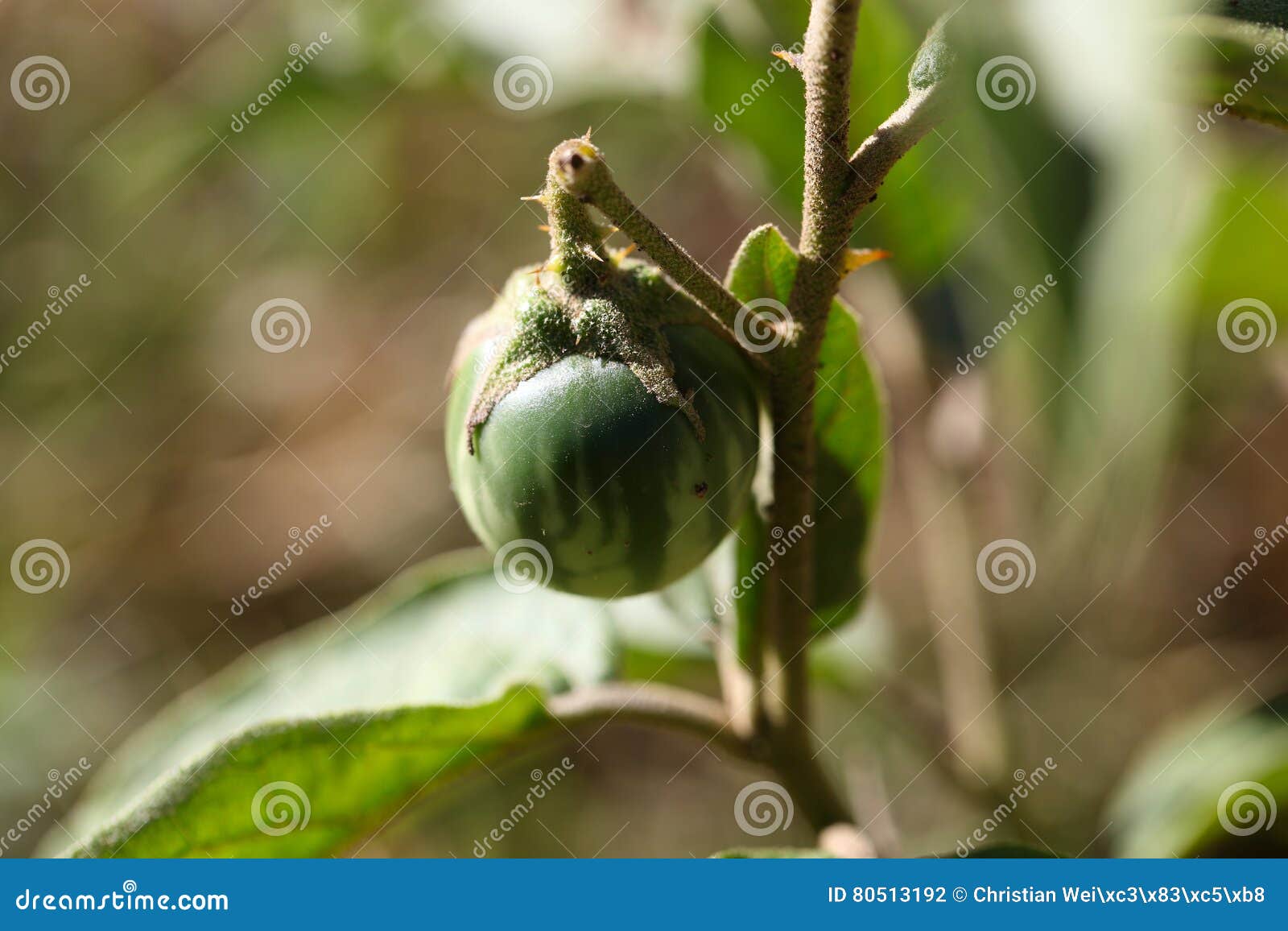 Fruta Verde De Una Manzana De Espina Foto de archivo Imagen de