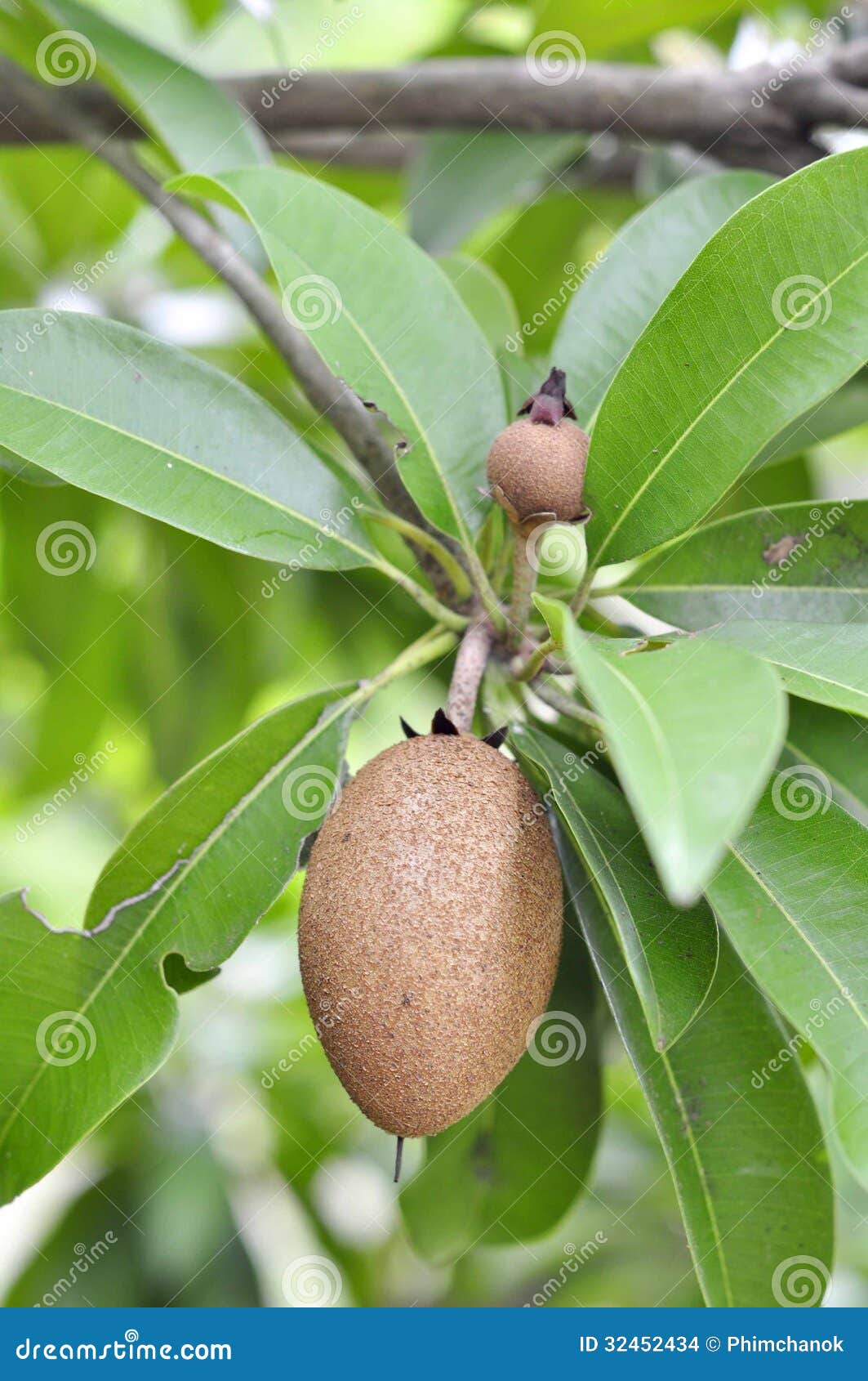 Fruta y hojas del zapote. foto de archivo. Imagen de dulce 32452434