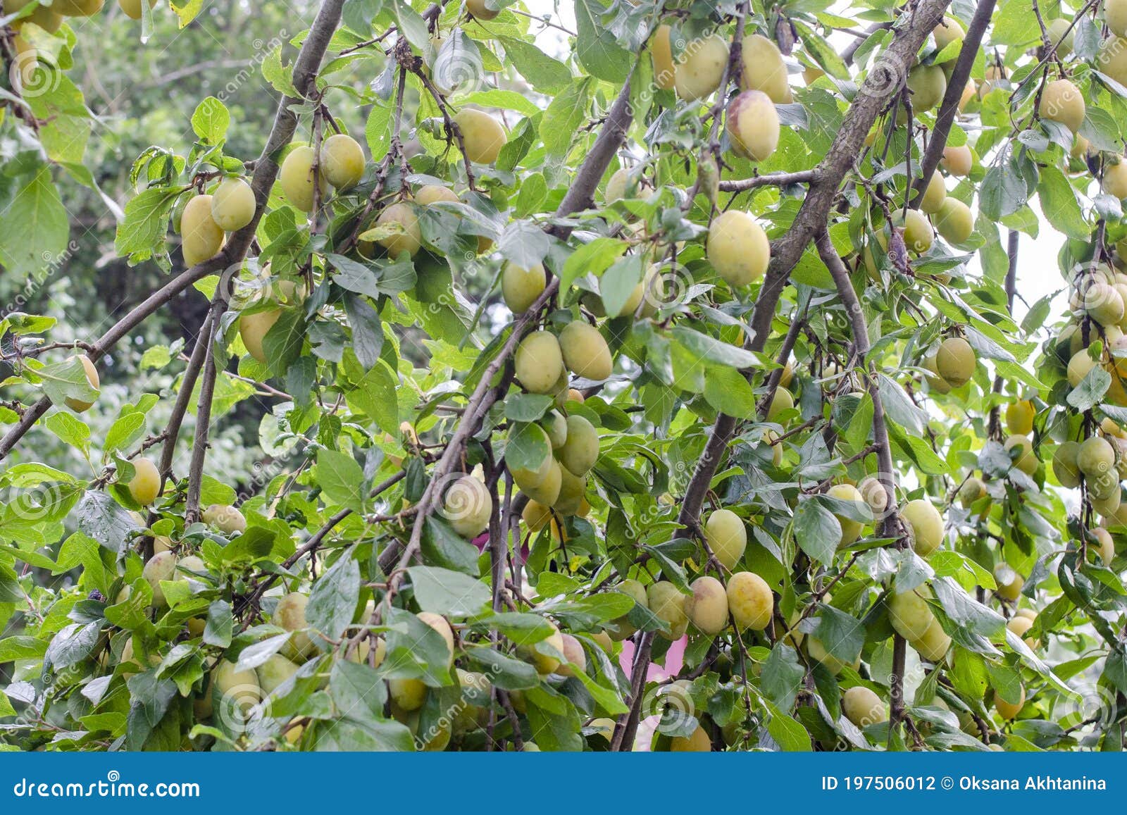 Frutos De Ciruela En El árbol Foto de archivo - Imagen de maduro, rural:  197506012