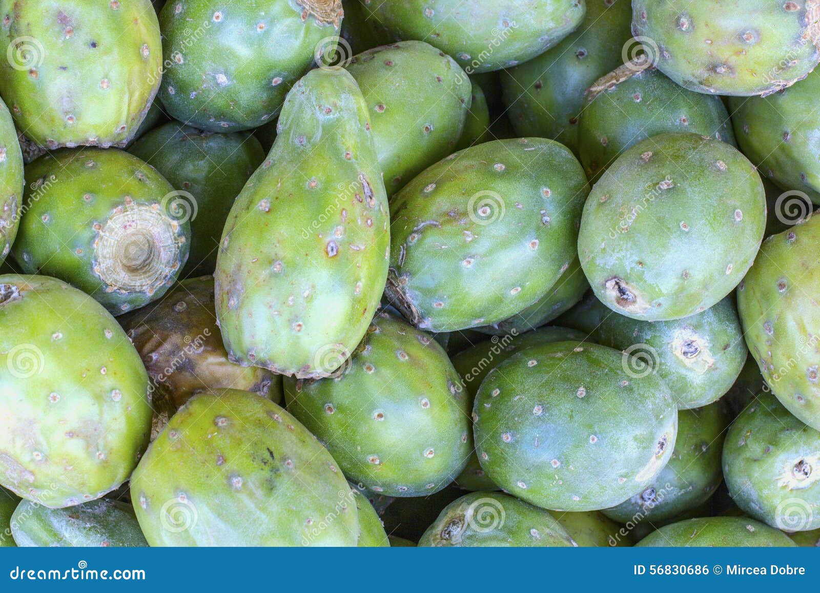 https://thumbs.dreamstime.com/z/frutas-de-la-opuntia-ficus-indica-fruta-del-cactus-atn-en-un-mercado-en-per-mirada-natural-cierre-encima-de-la-macro-56830686.jpg
