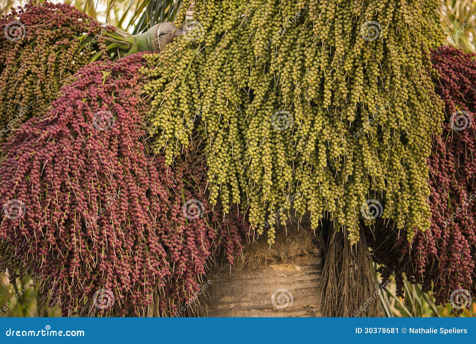 Frutas De La Palma De La Reina Imagen de archivo Imagen de palma